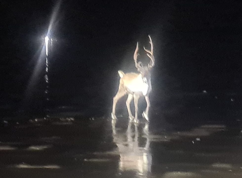 Reindeer