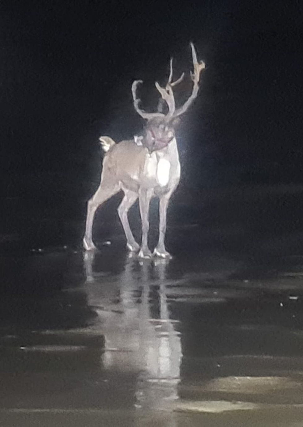 Reindeer