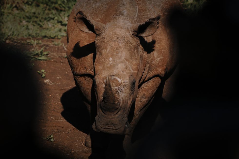 Rhino