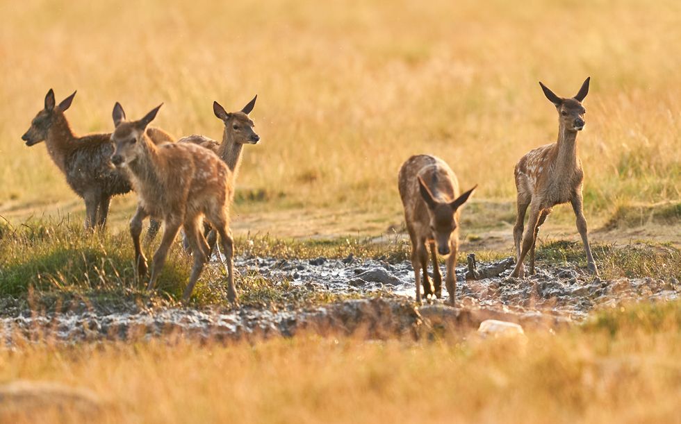 Richmond Park