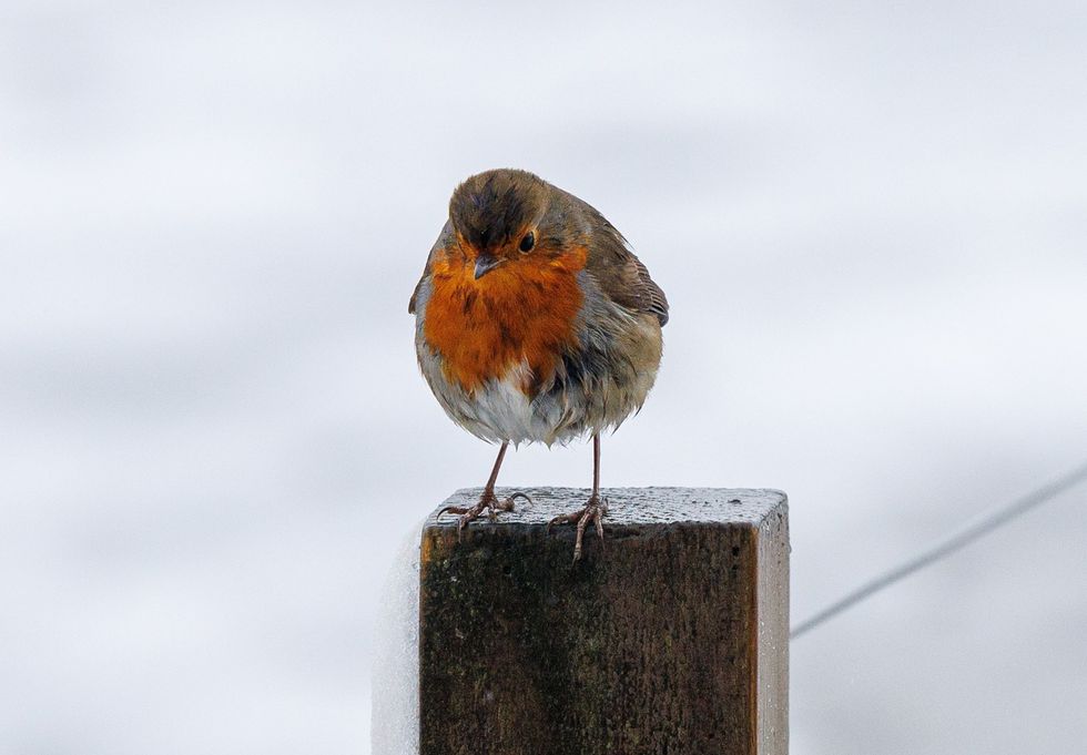Robin