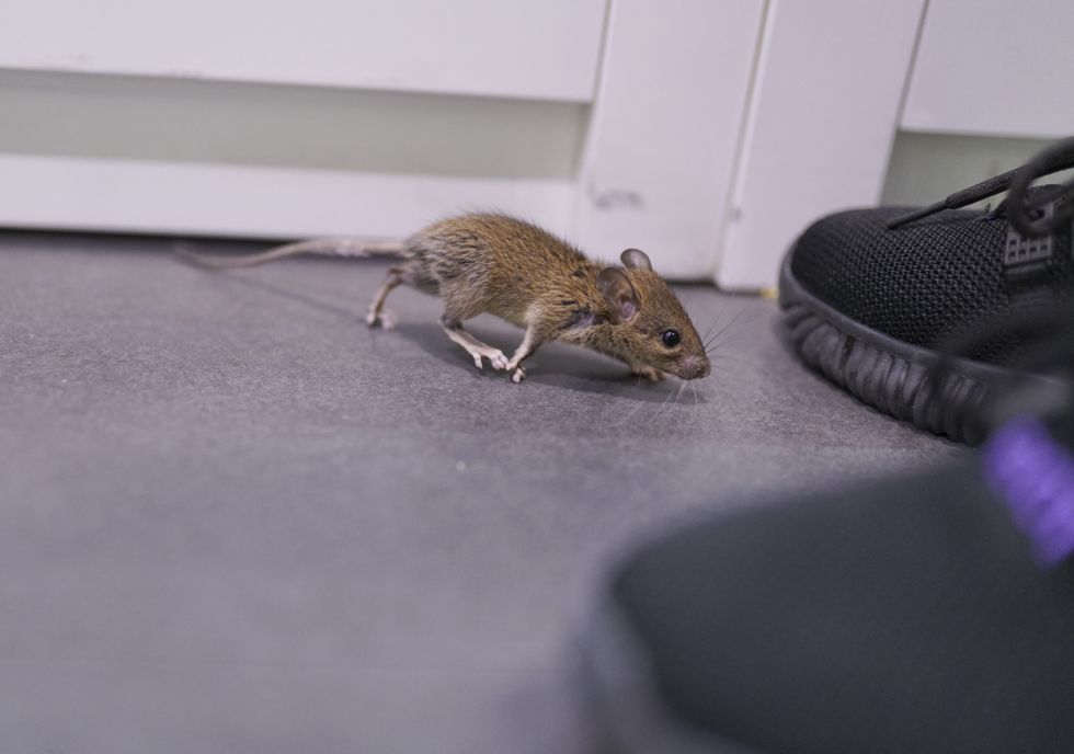 rodent running across floor