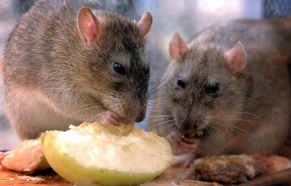Rodents