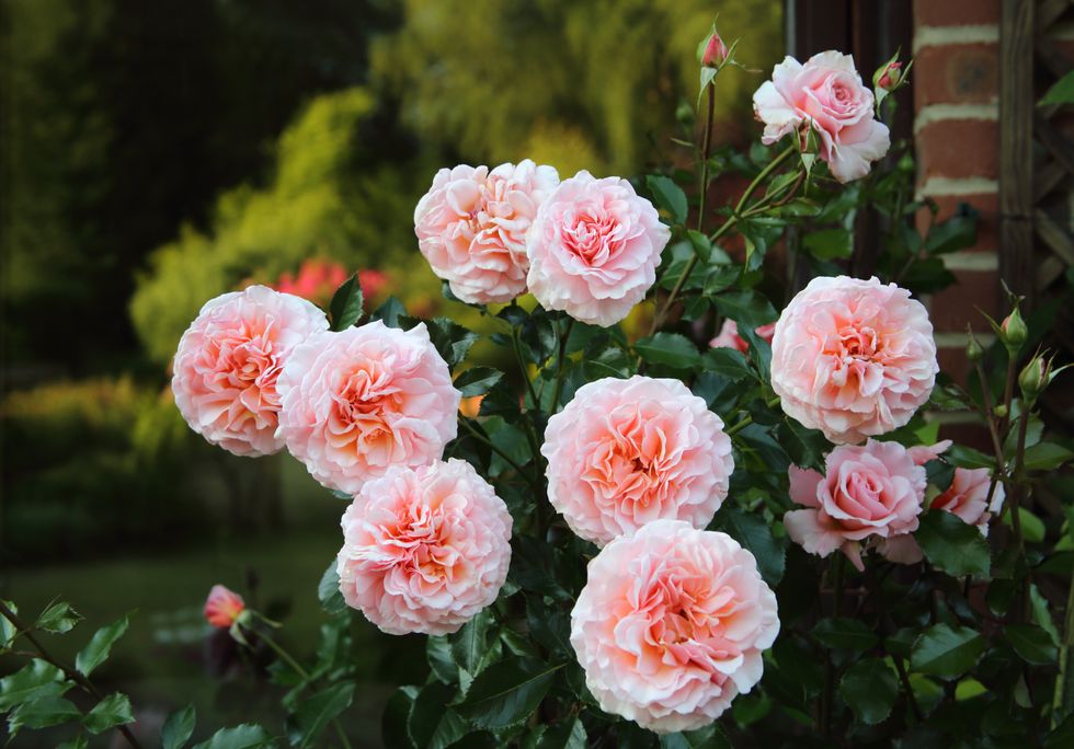 Rose bush