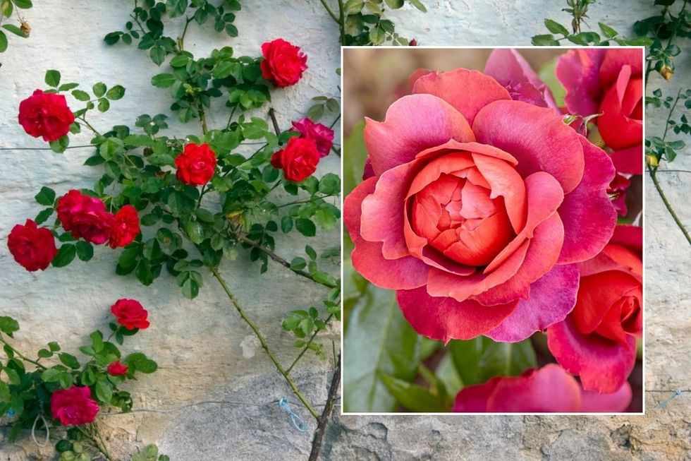 Rose climbers