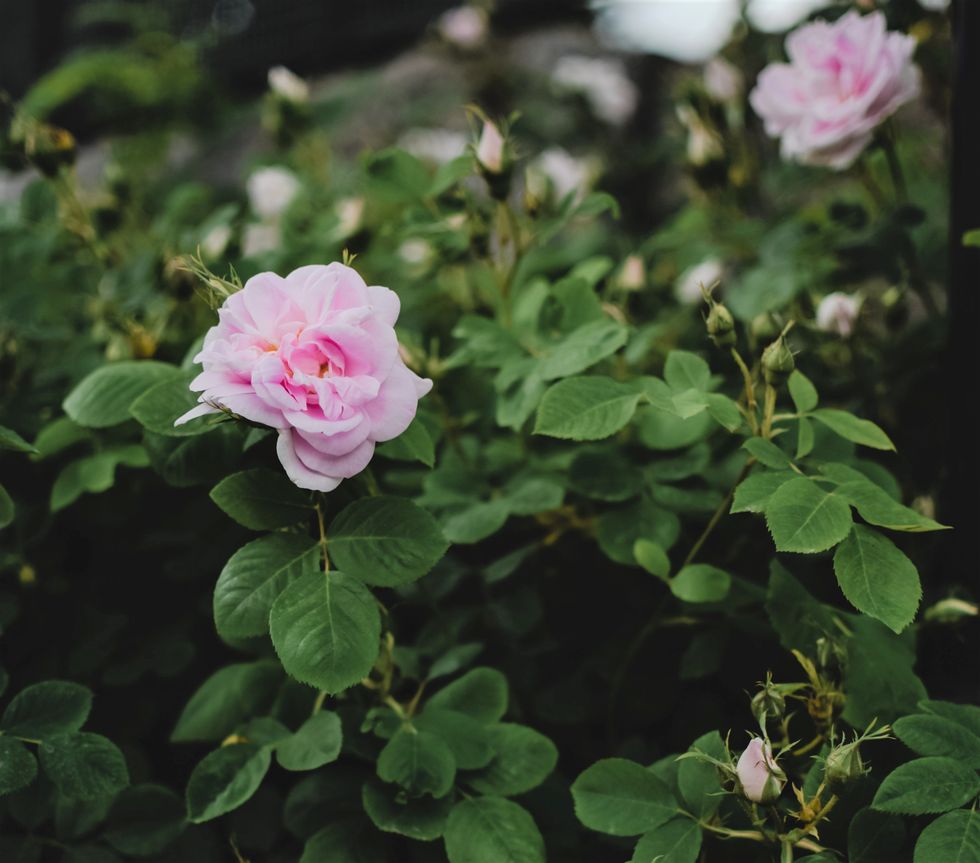 Roses in garden
