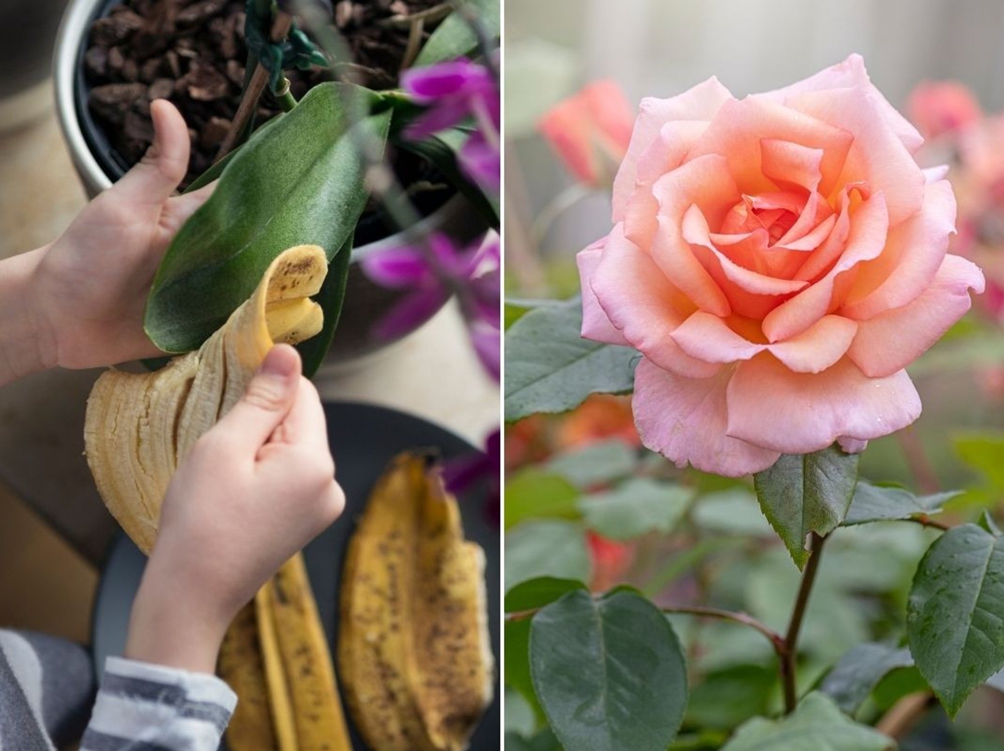 roses in garden