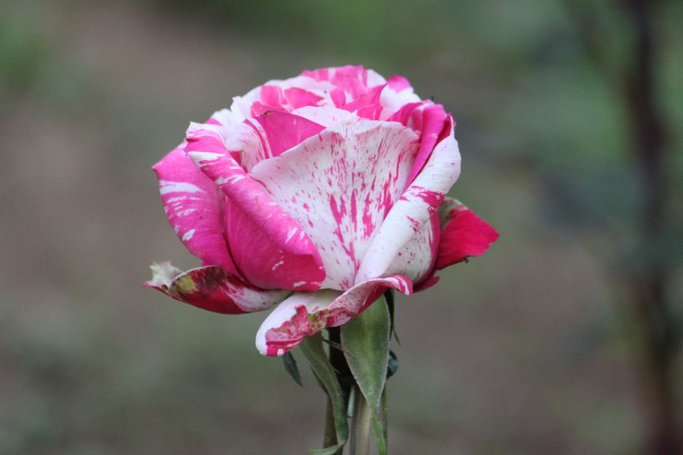 roses in gardens