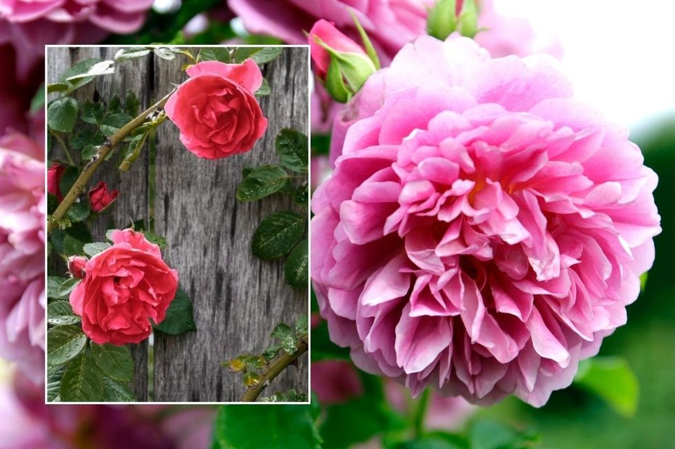 ROSES STOCK