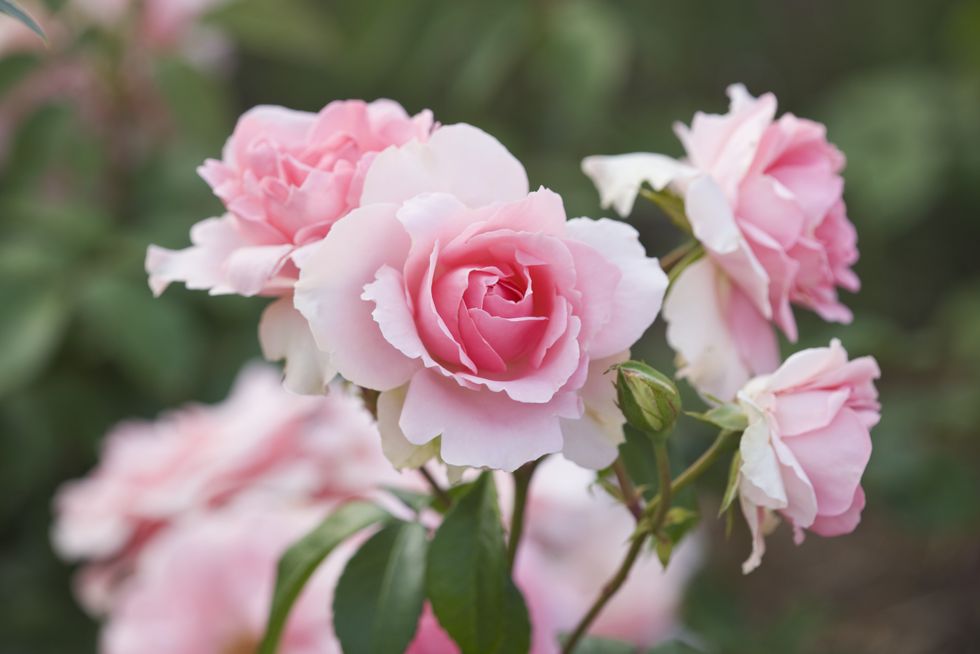 Roses
