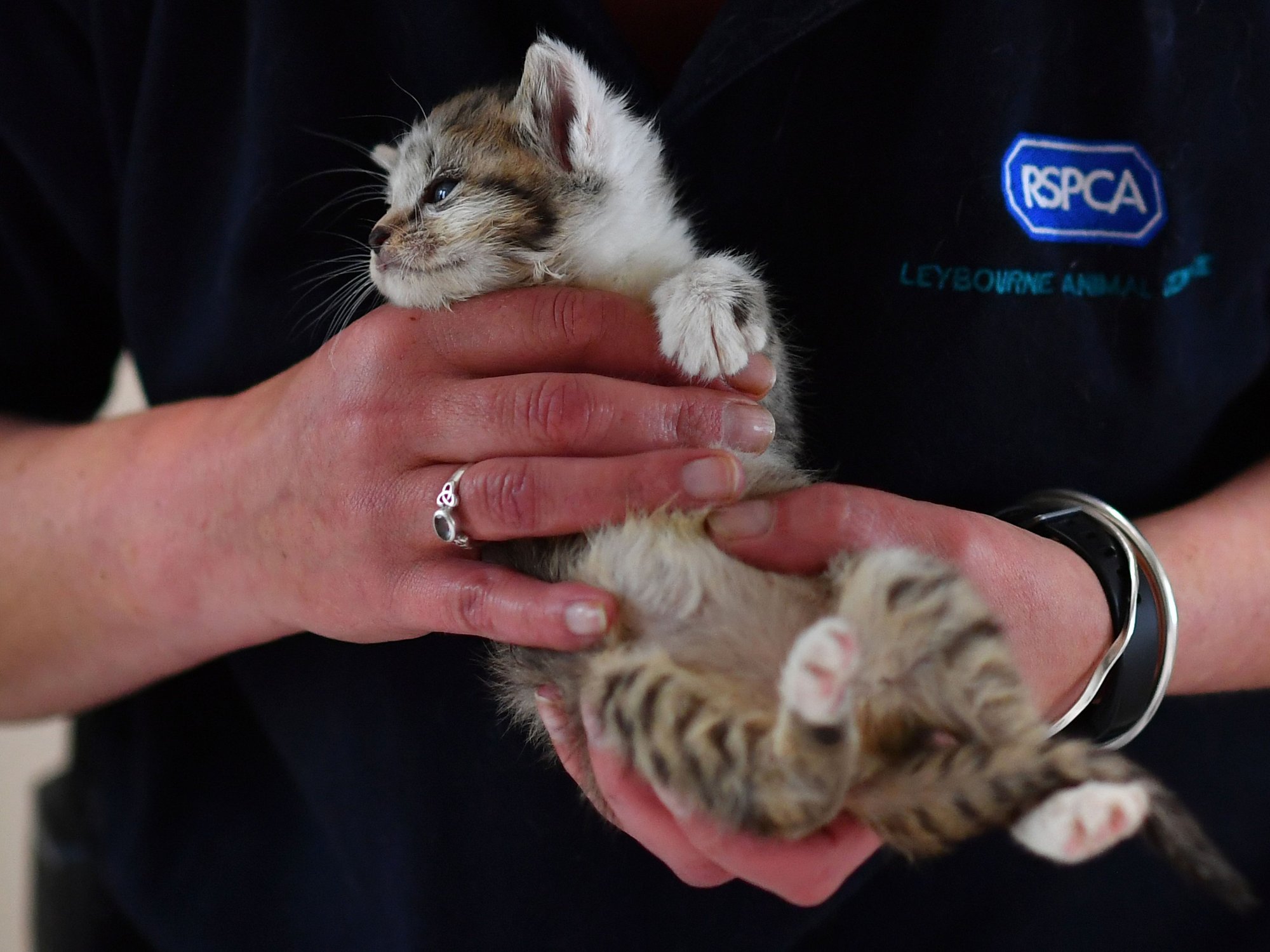 RSCPA vet holding a cute little striped cat