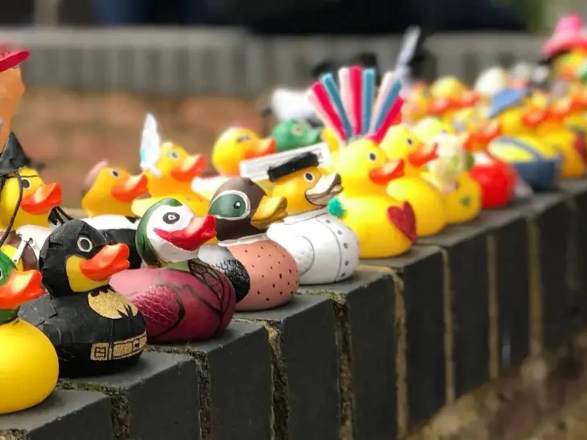 Rubber duck race
