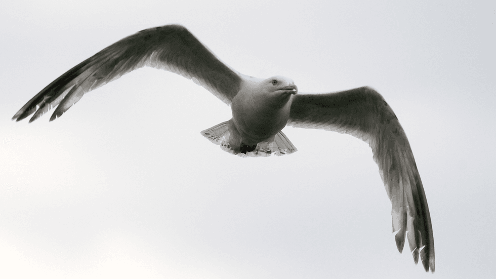 Seagull