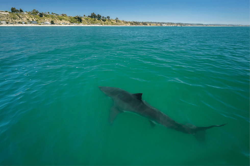 Shark