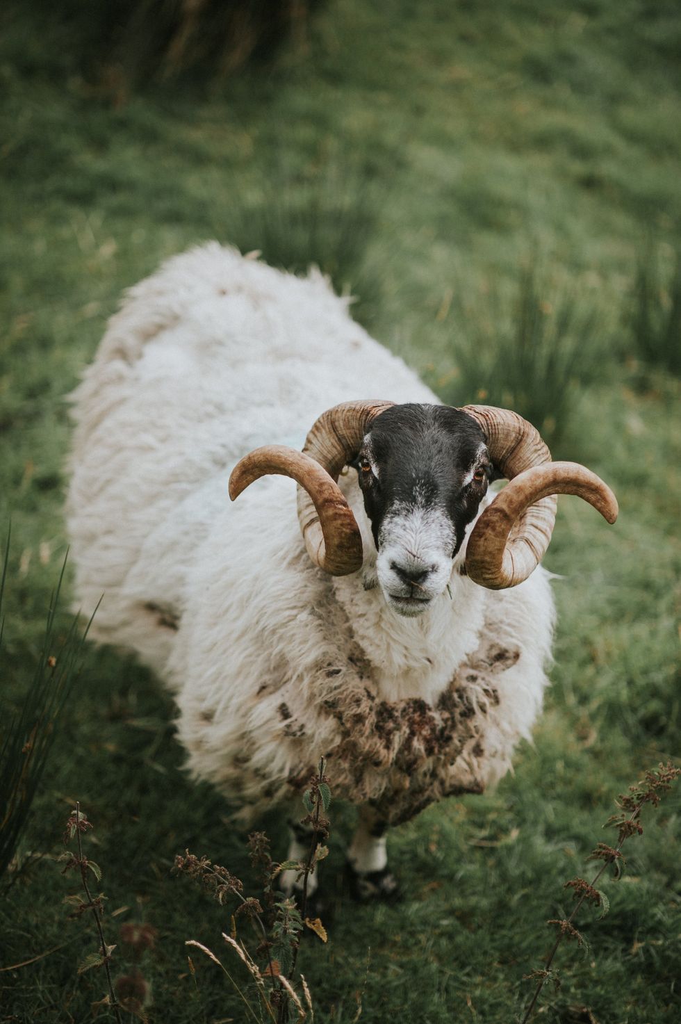 Sheep (stock)
