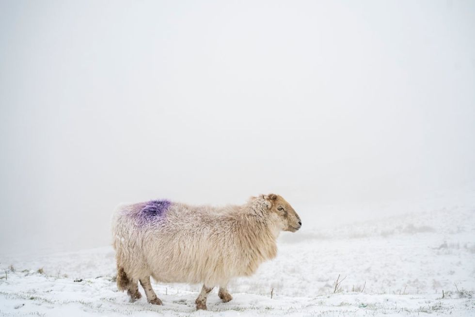 Sheep