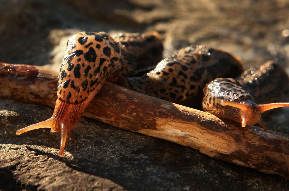 slugs and coffee
