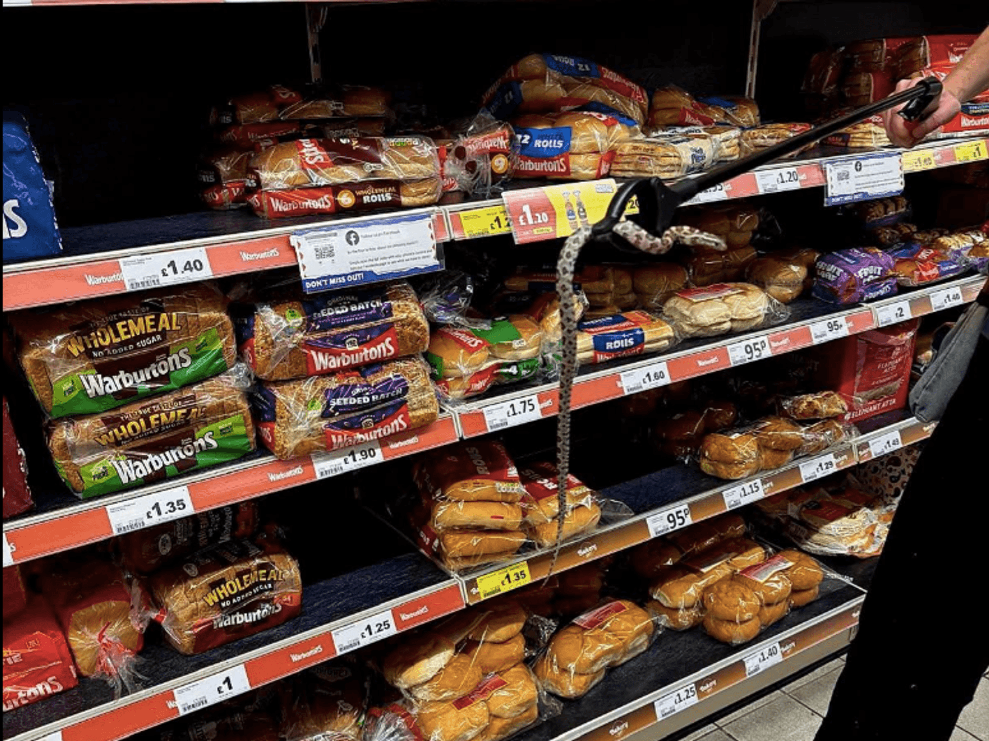 Snake in bread aisle