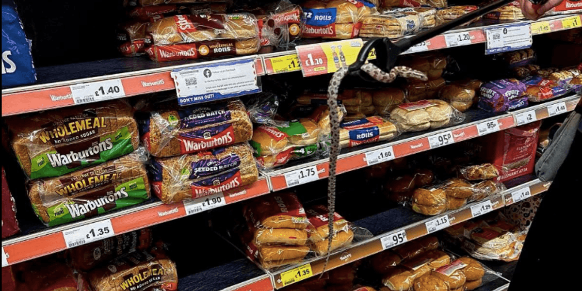 Snake discovered in supermarket bread aisle as warning issued over surge in abandonment