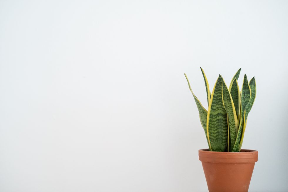 Snake plant