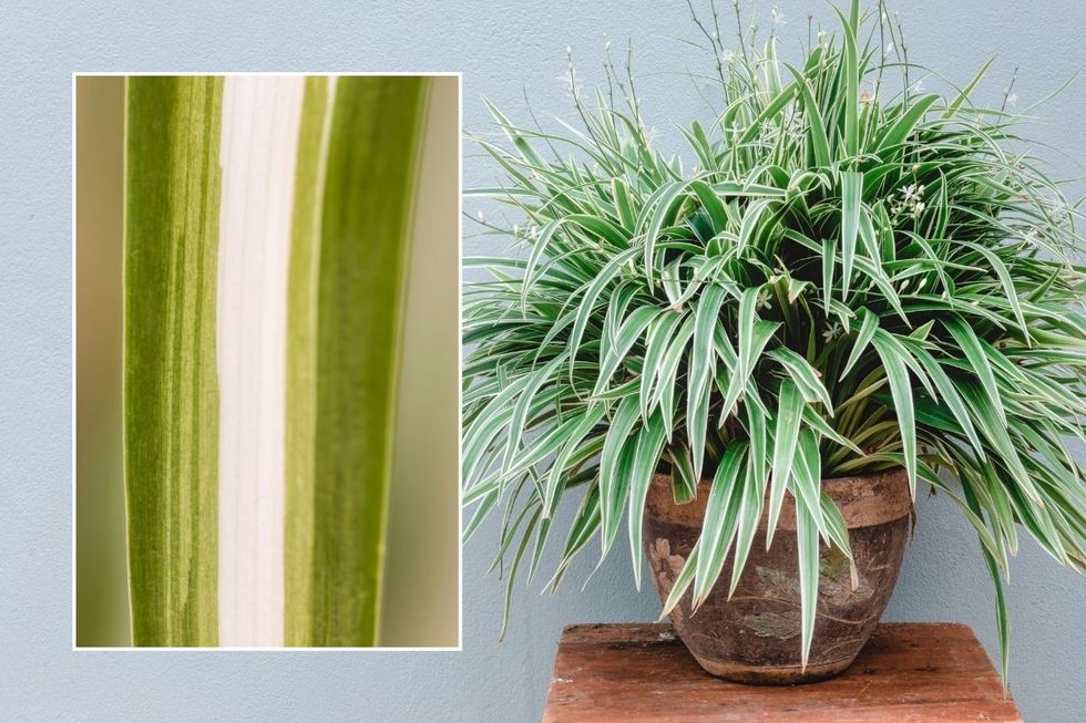 SNAKE PLANT