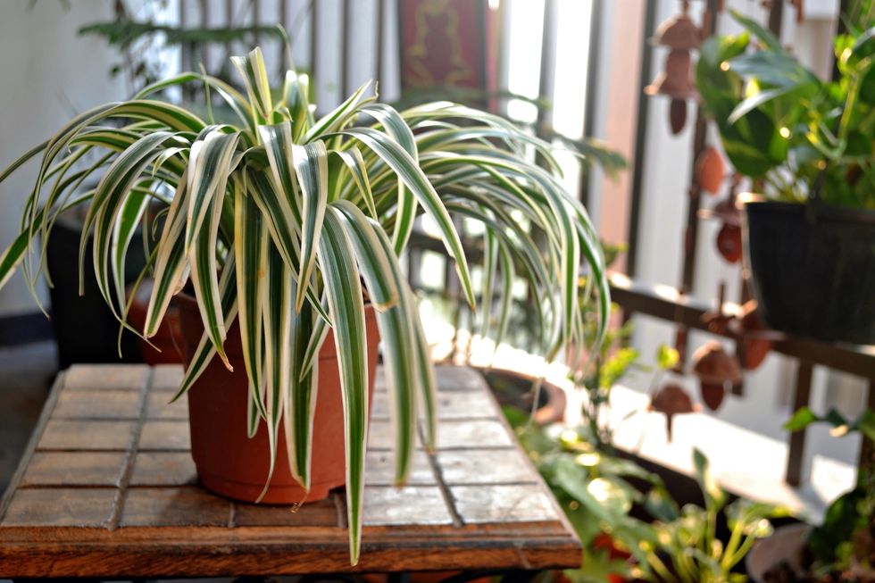 SNAKE PLANT