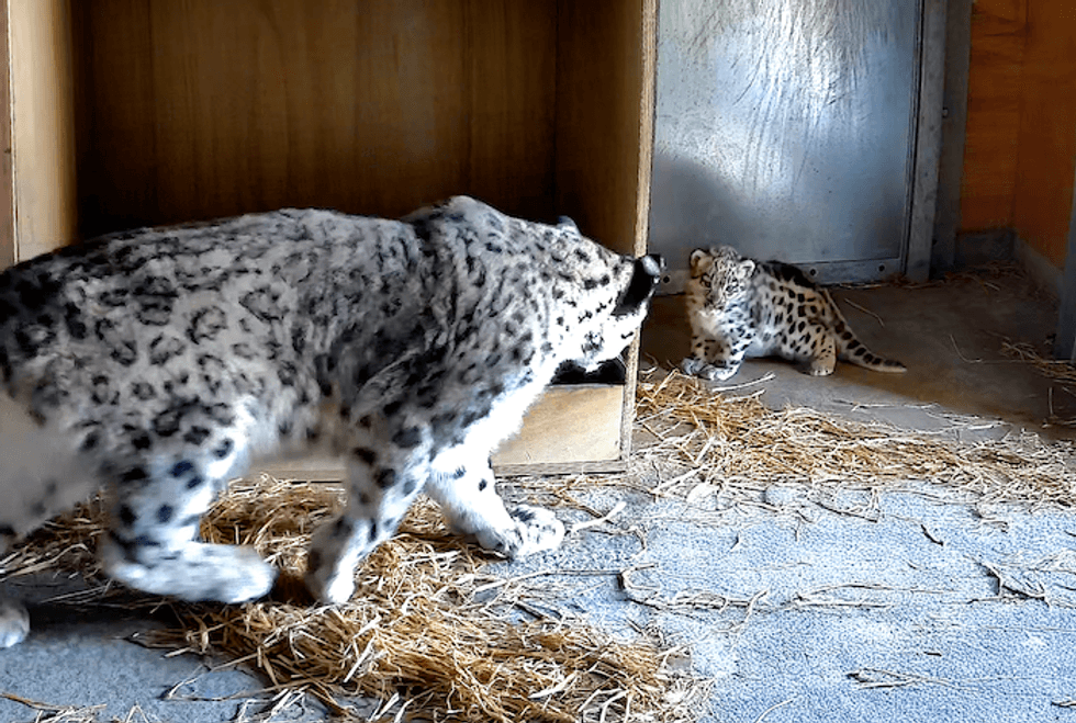 Snow leopard cub