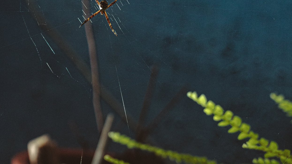 spider on spider web at home