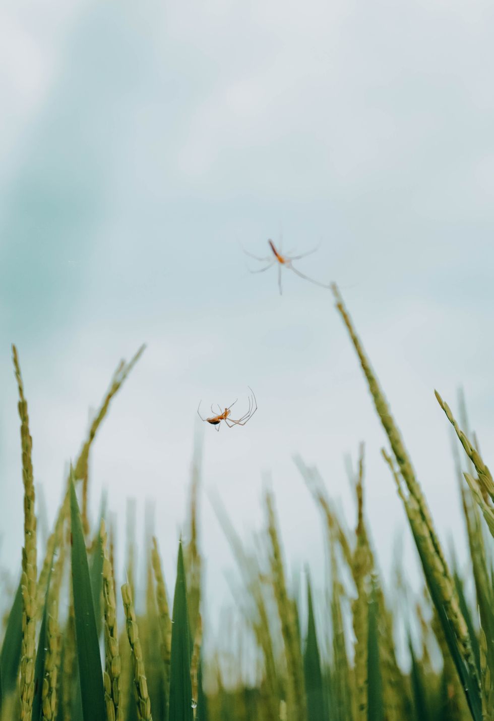 Spiders in garden