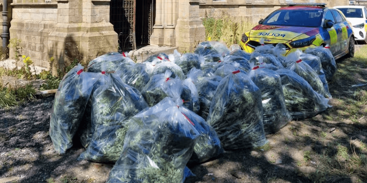 Mega cannabis farm exposed by police at historic church as officers seize more than 1,500 plants