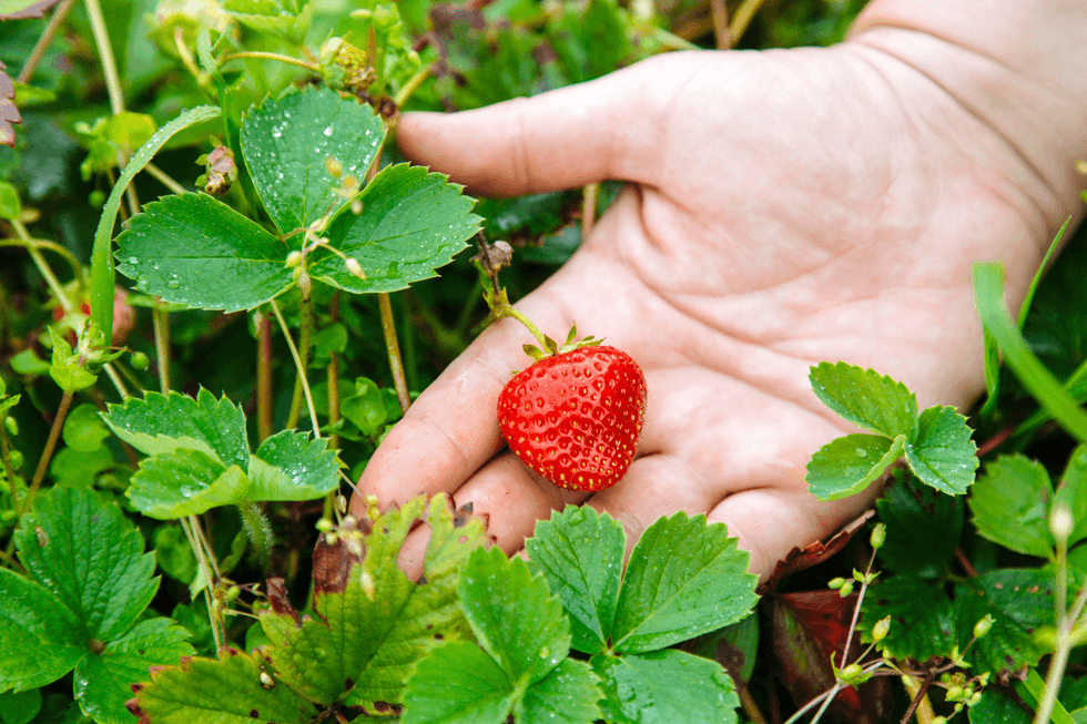 Strawberry