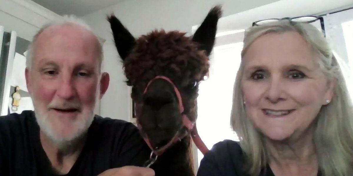 Cancer-surviving veteran embarks on 900-mile Scottish trek for charity alongside his two pet Alpacas