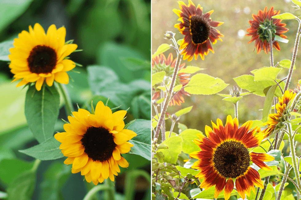 Sunflowers