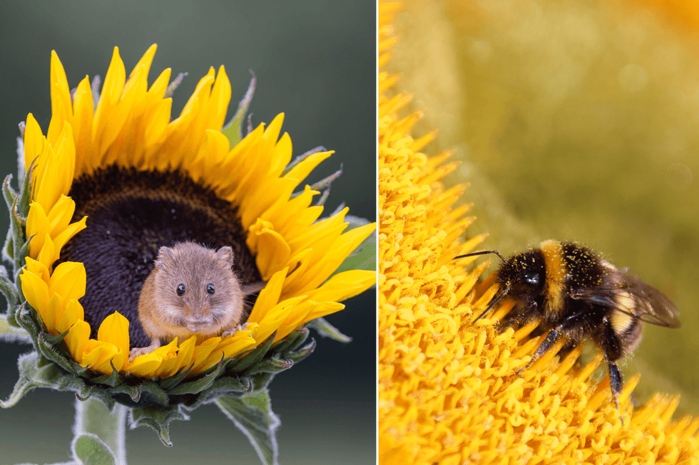 Sunflowers