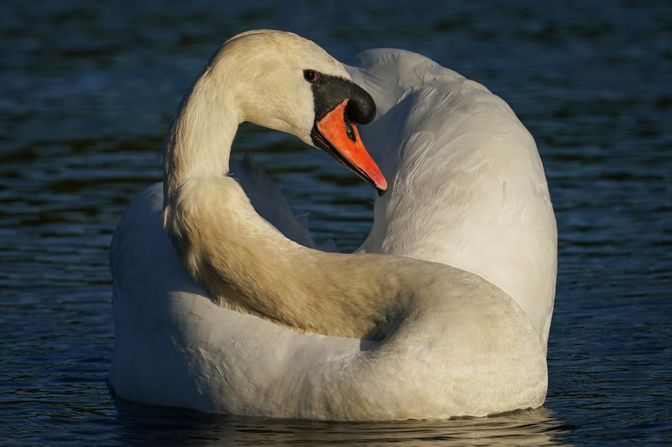 Swans (stock)