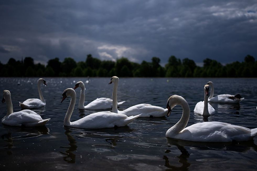 Swans (stock)