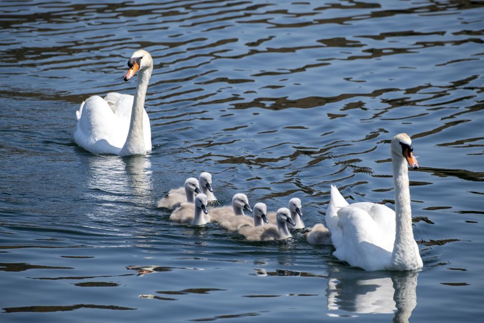 Swans (stock)