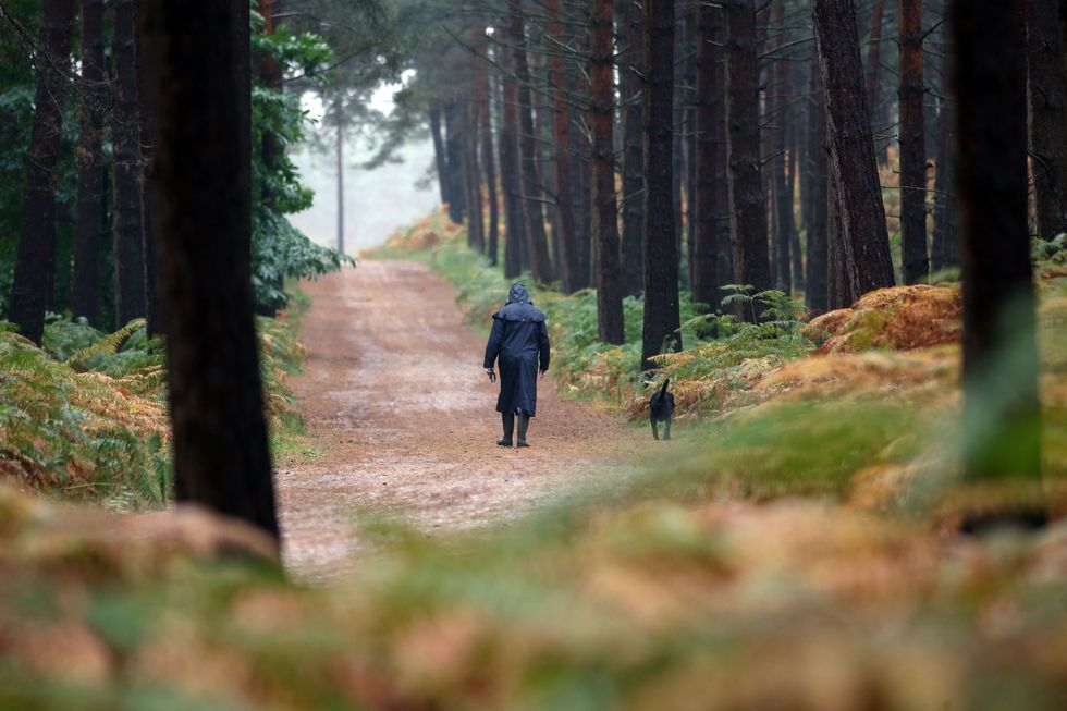 Swinley Forest