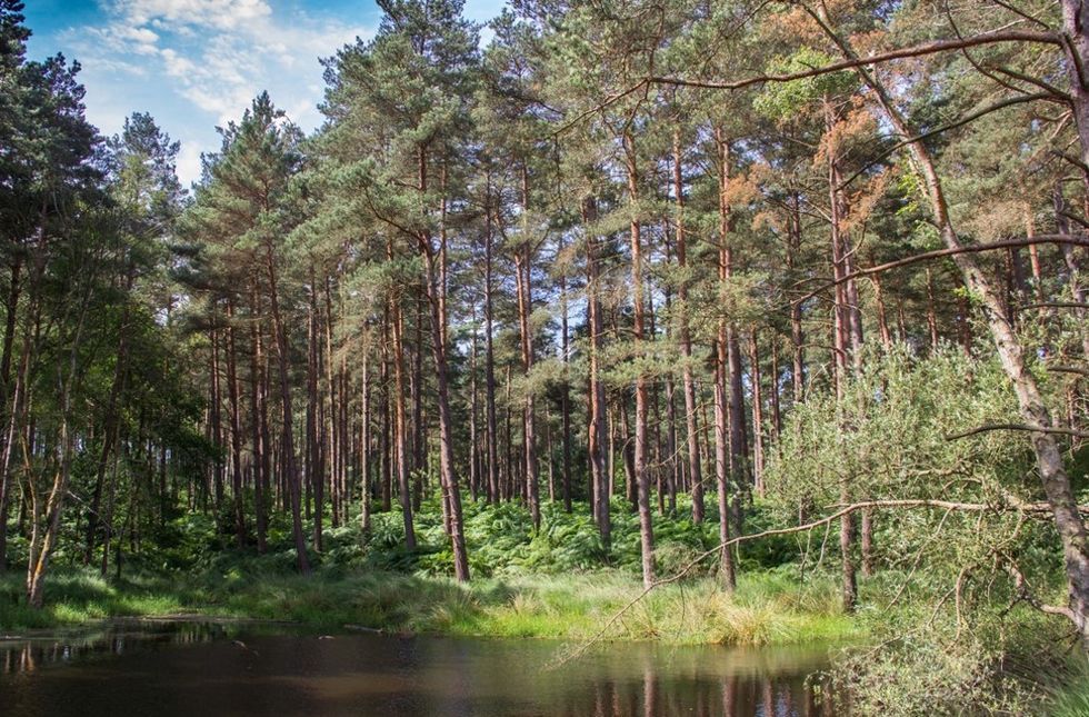 Swinley Forest