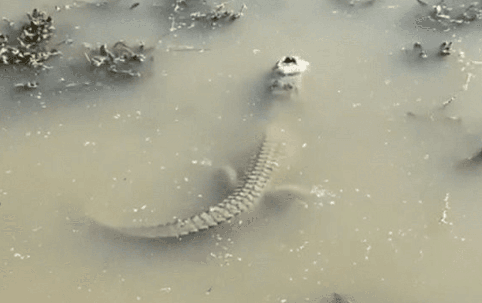 The frozen alligator