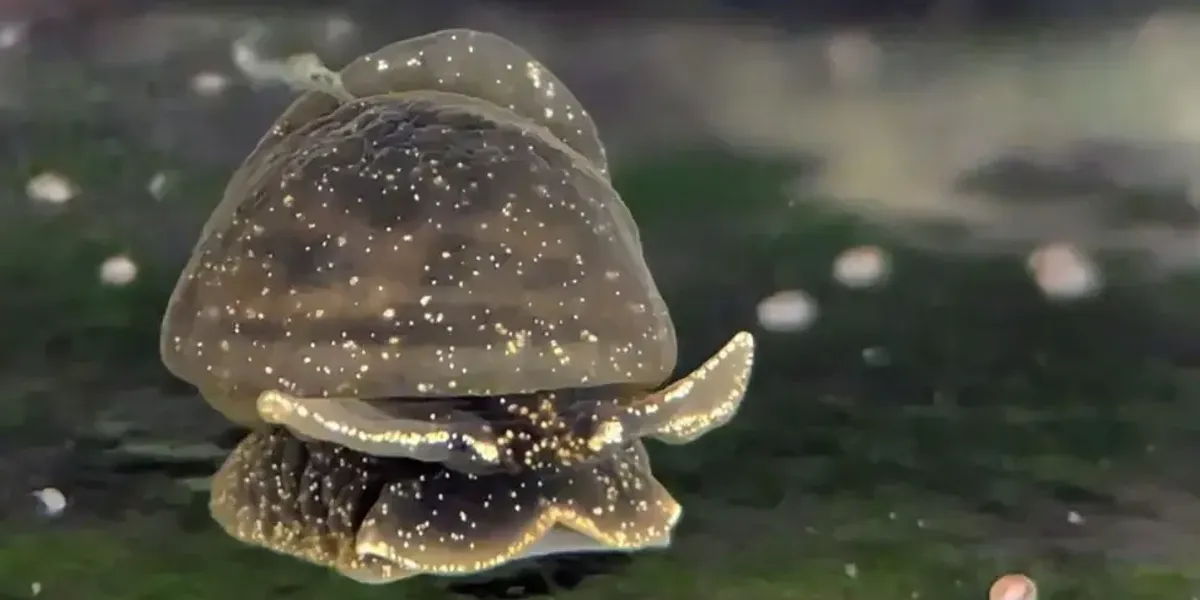 British scientists fighting to save rare snail 'as precious as Egyptian artefact'