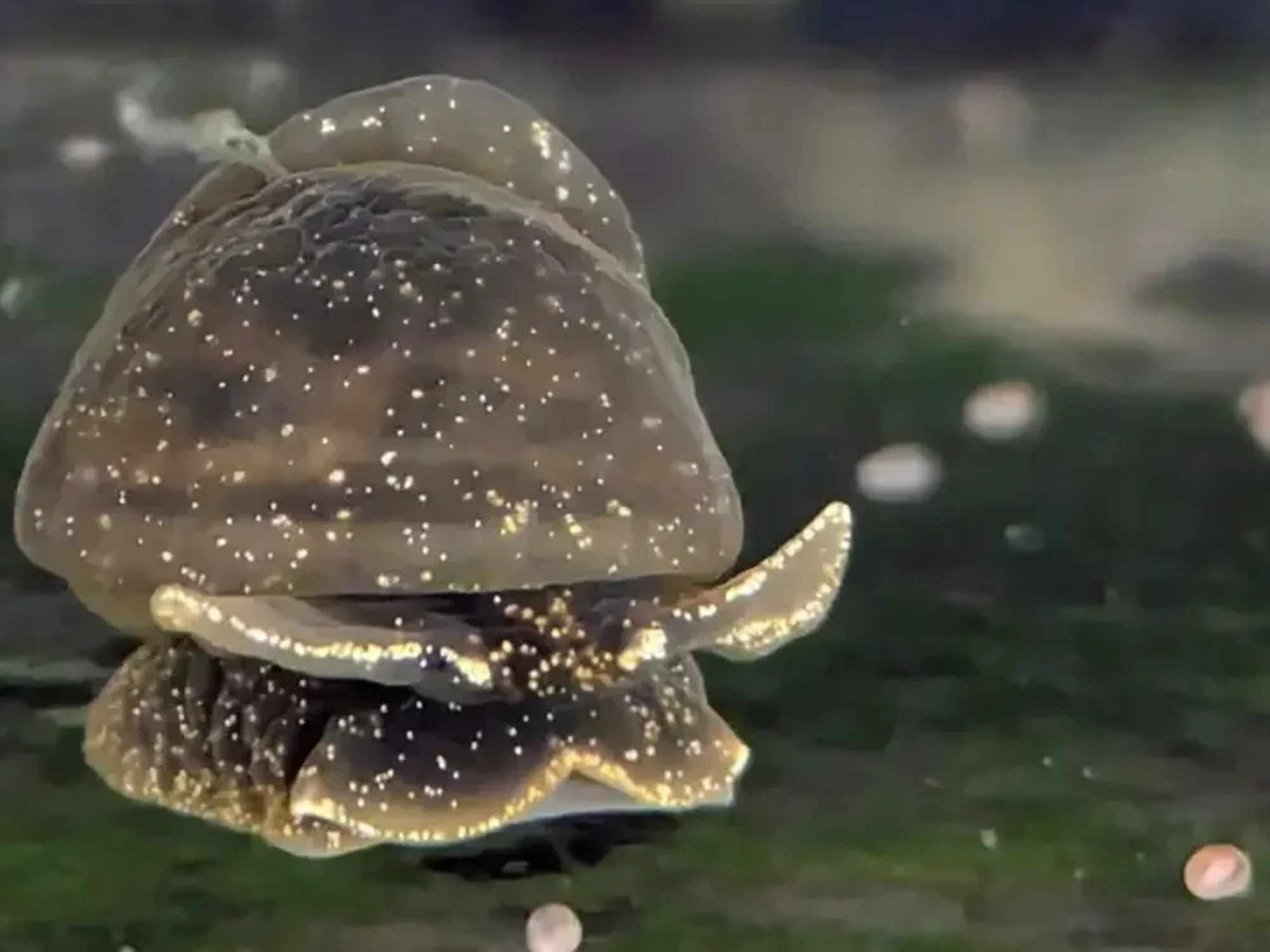 The glutinous snail