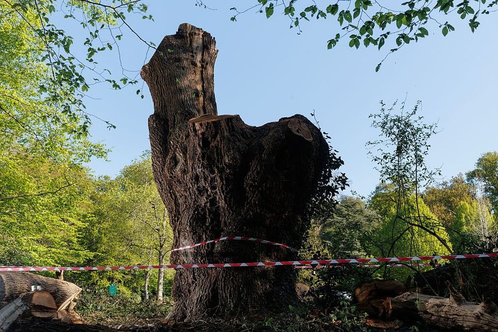 The Guy Fawkes Oak