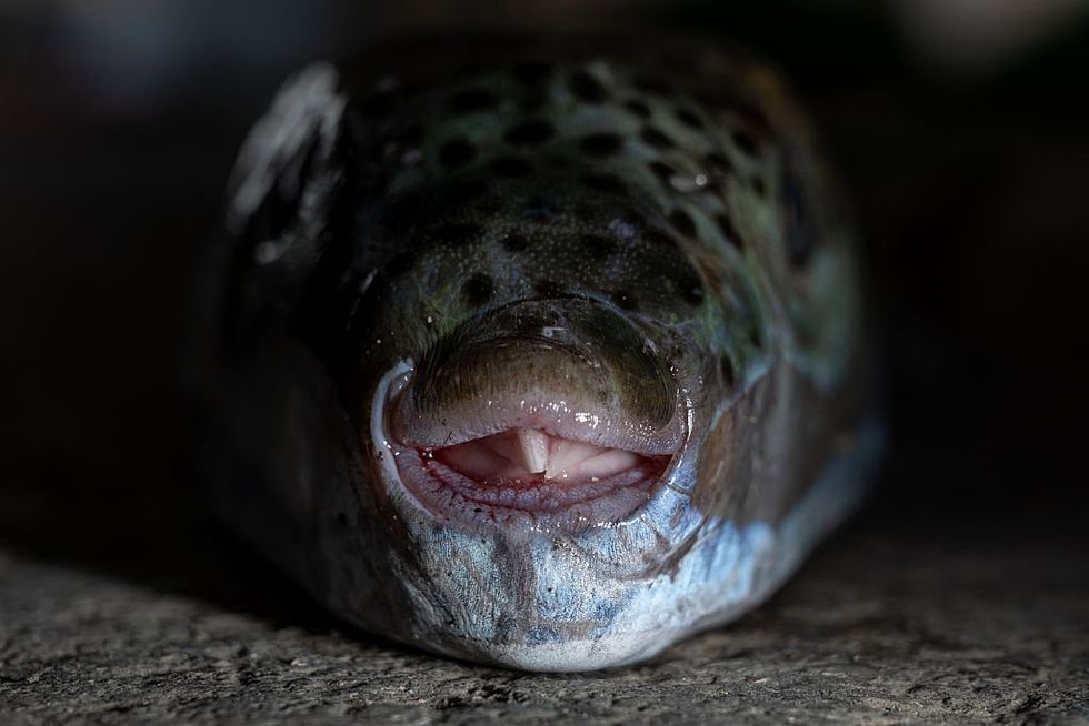 The Lagocephalus sceleratus