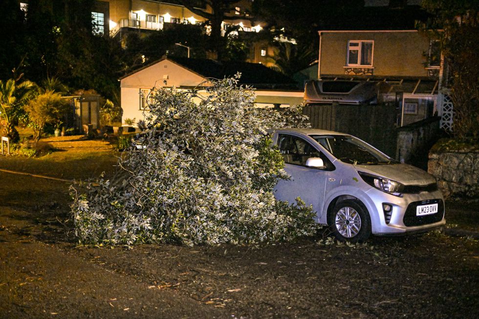 Tree fallen on car