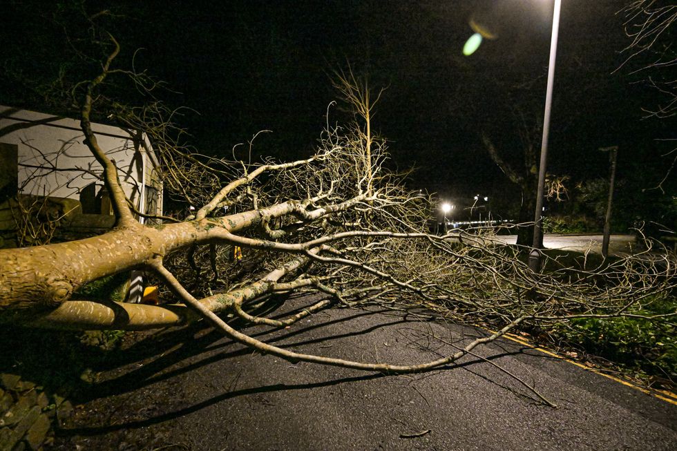 Trees fallen