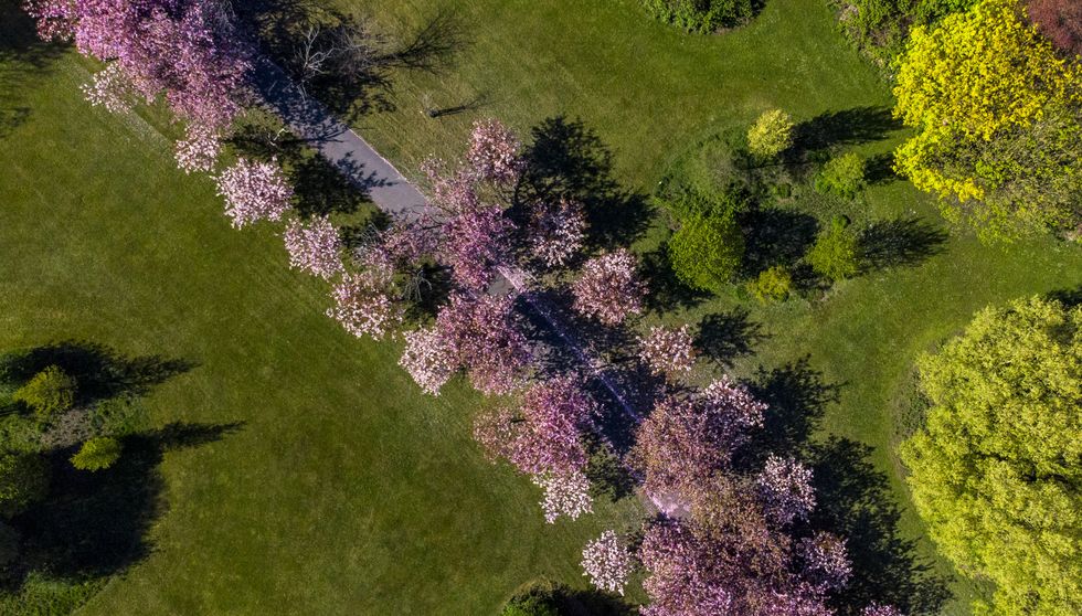 trees in garden
