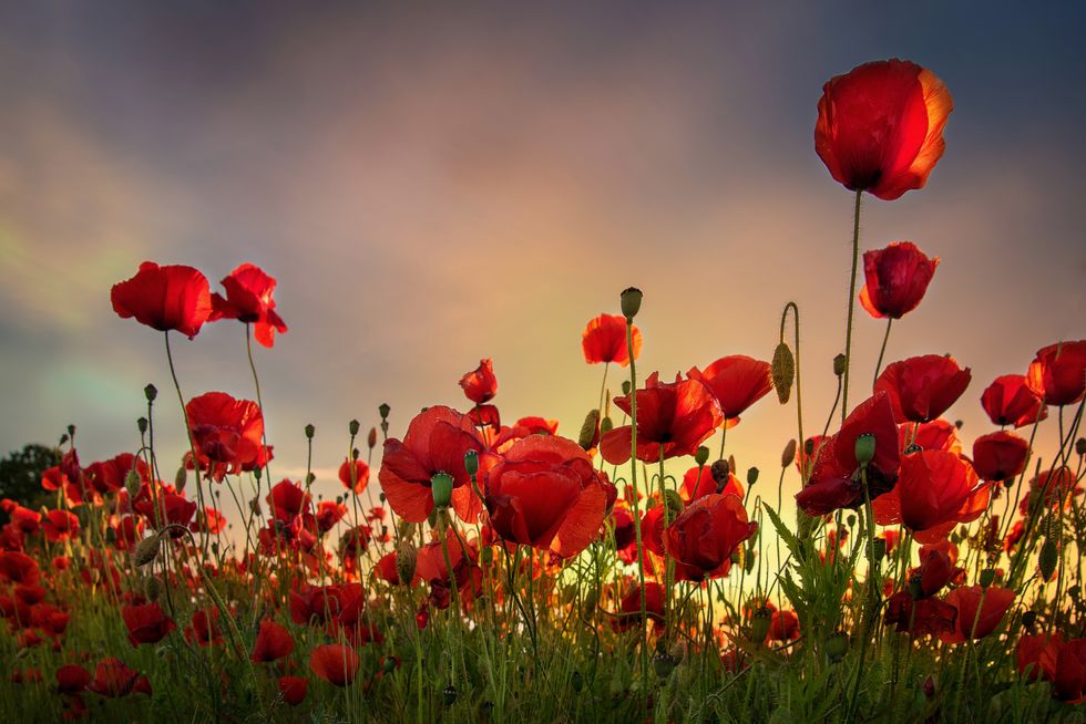 trimming oriental poppies