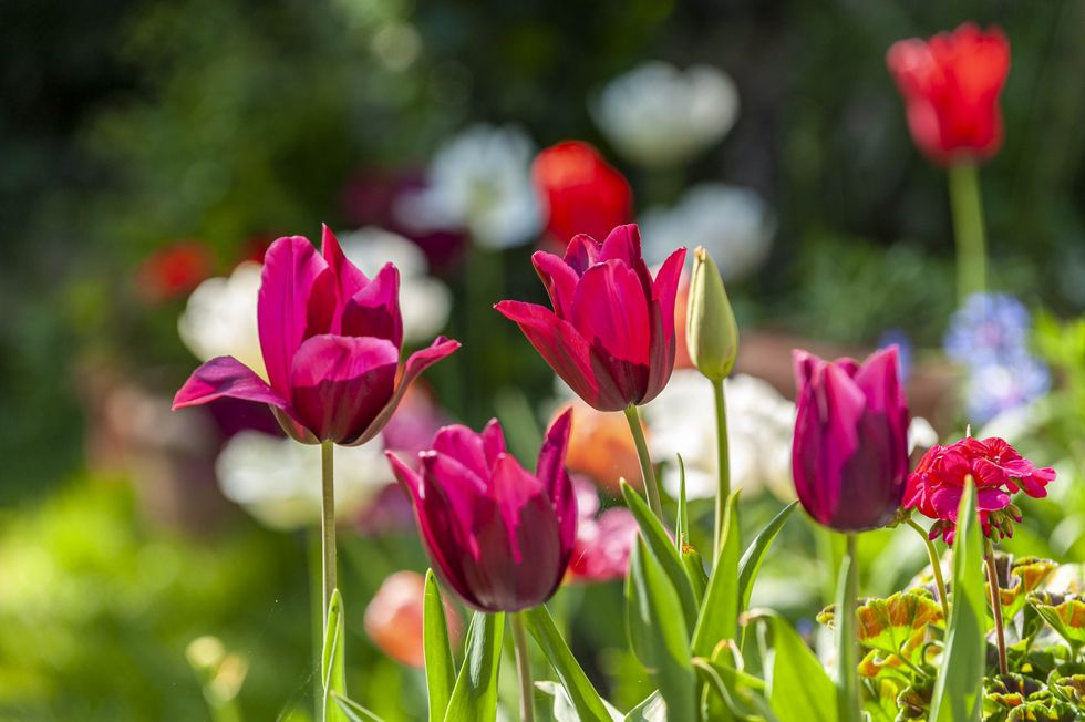 tulip flowers