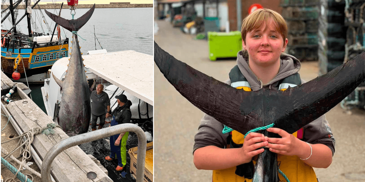 Giant bluefin tuna caught off UK coast for first time in 60 years
